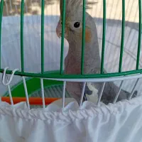 عروس هلندی نر