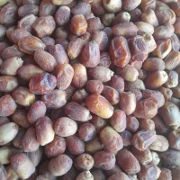 خرمای زاهدی (قصب)|عمدهفروشی|افزر, |دیوار