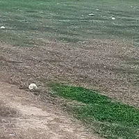 فروش۵۳ هکتار زمین کشاورزی چنانه شوش|فروش دفتر صنعتی، کشاورزی، تجاری|شوش, |دیوار