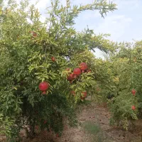 فروش سه هکتار میوه انار|فروش زمین و ملک کلنگی|گنبد کاووس, |دیوار