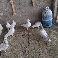 سربال سیاه، سرور ، سارعقون