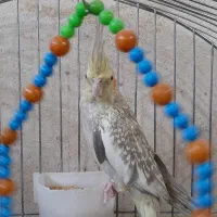 یک جفت عروس هلندی|پرنده|تفت, |دیوار