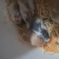 همستر ۹ عدد