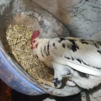 تخم مرغ نطفه دار|حیوانات مزرعه|مشگین شهر, |دیوار