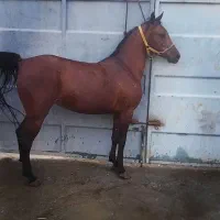 مادیان فروشی|اسب و تجهیزات اسب‌سواری|رباط‌کریم, نوده|دیوار