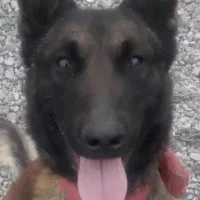 توله های مالینویز دو ماهه سگ گارد مخصوص نگهبانی|سگ|سنگر, |دیوار