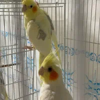 انواع عروس هلندی