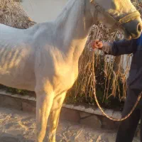 اجاره اسب برا تعزیه خوانی