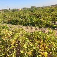 ۲۵۰۰متر باغ انگور ۷ساله با بهترین برداشت وآب ۸پر|فروش زمین و ملک کلنگی|دشتابی, |دیوار