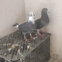 کبوتر