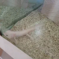 آکواریم شیشه خم 80 سانتی|ماهی|کرج, شهرک بنفشه|دیوار