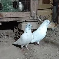 کبوتر نر و ماده