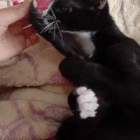 گربه تاکسیدو سفید مشکی