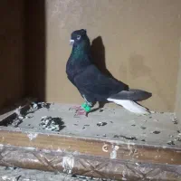 بندر ماهشهر.