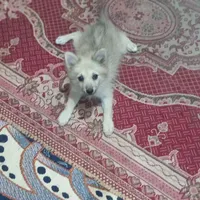سگ ماده