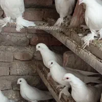 فروش 16عدد لوطی به فروش میرسد