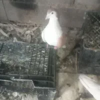 سه عددکبوتر