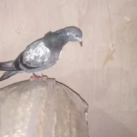 کبوتر های گمشده|حیوانات|لیلان, |دیوار