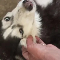 تعدادی حیوان خوشگل دنبال صاحب میگردن|فعالیت داوطلبانه|سبزوار, ایزی شهر|دیوار