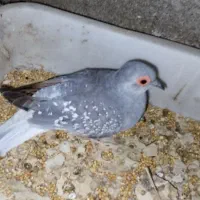 سلام تشکر از برنامه دیوار پرنده زینتی