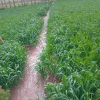 علف زنی باغ وباغچه