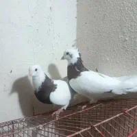 شهری جفتی|پرنده|شیراز, تندگویان|دیوار