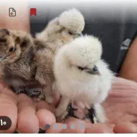 جوجه مرغ و خروس