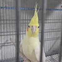 پرنده فروشی چیکو