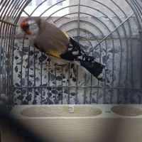 فروش سهره ارسنجان