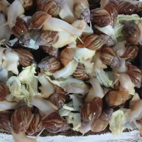 حلزون مولد|خزنده|پیر بکران, |دیوار