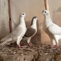 کبوتر|پرنده|نیشابور, فخریه|دیوار