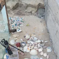 آکواریوم برا فروش|ماهی|مسجد سلیمان, |دیوار