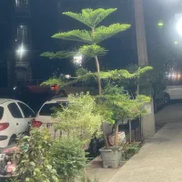 گل فروشی پالونیا  بلوار فردوس شرق وفااذر شمالی