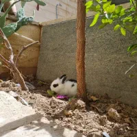 خرگوش لوپ بازیگوش