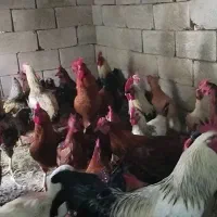 ۳۴ عدد خروس
