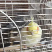 عروس هلندی|پرنده|بجنورد, |دیوار