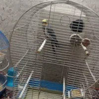 عروس هلندی نر طوسی  یکساله  سخنگو فول