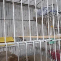 مرغ عشق جوان|پرنده|رشت, کوی عرفان|دیوار