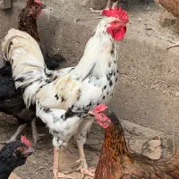 خروس گلین چهل تاج و ریش