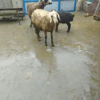 گوسفند