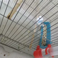 مرغ عشق|پرنده|مبارکه, |دیوار