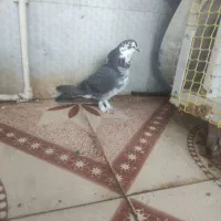 کبوتر پرشی به شرط|پرنده|چهارباغ, |دیوار