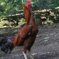 جوجه لاری.خروس لاری|حیوانات مزرعه|آستارا, |دیوار