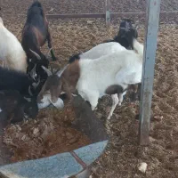 تعدادی کهره نر