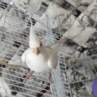 یک عدد عروس هلندی آلبینو ماده مست|پرنده|دماوند, گیلاوند|دیوار