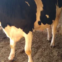 گوساله چاق|حیوانات مزرعه|اسفراین, |دیوار