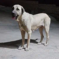 واگذاری سرابی خالص سرابی پژدردوبرمن خونگی|سگ|کرمانشاه, |دیوار