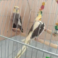 مینا وعروس
