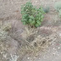 فروش انجیرستان درخت انجیر سه ساله