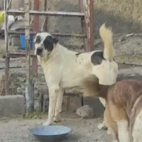 سگ دزدیده شده